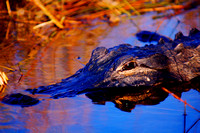 Alligator  Everglades