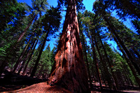 Sequoias   Mariposa Grove